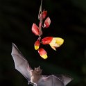 GRCC March 2021 Digital Competition Photo Gallery  A NightFlight JanLewis.jpg : Costa Rica, Laguna del Lagarto, bats, flash photography, fruit bat, glossophine bat, nectar, night photography