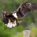 GRCC March 2021 Digital Competition Photo Gallery  O LandingGearEngaged JanLewis.jpg : Bald Eagle, Birds of Prey, Canada, bird, birds, flight, flying, raptor