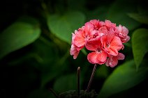 A_FlowerGardenBlossom_RandyNyhof